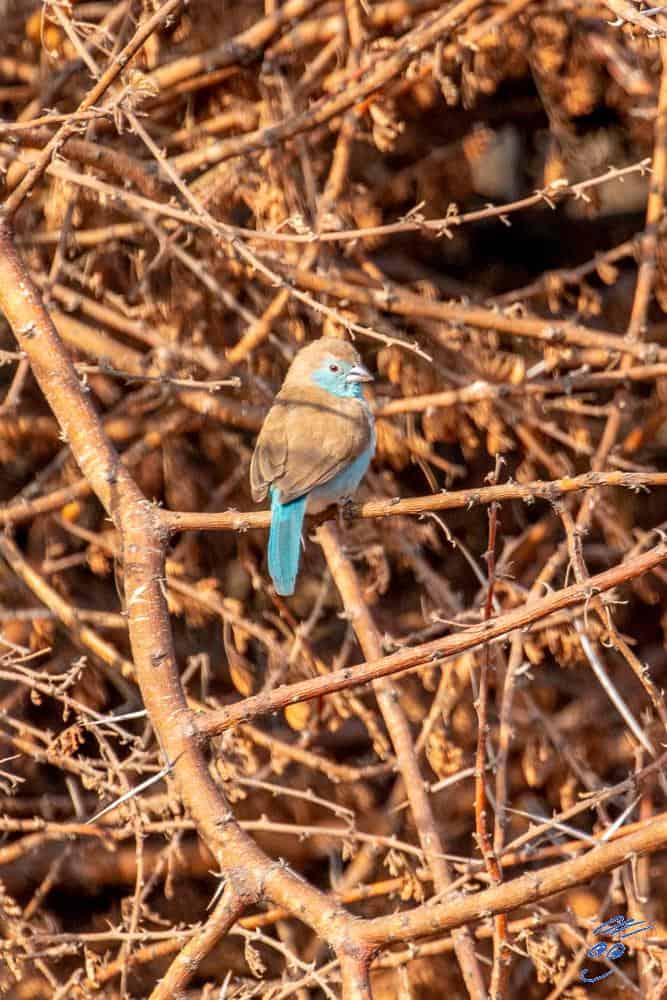 Blue Waxbill