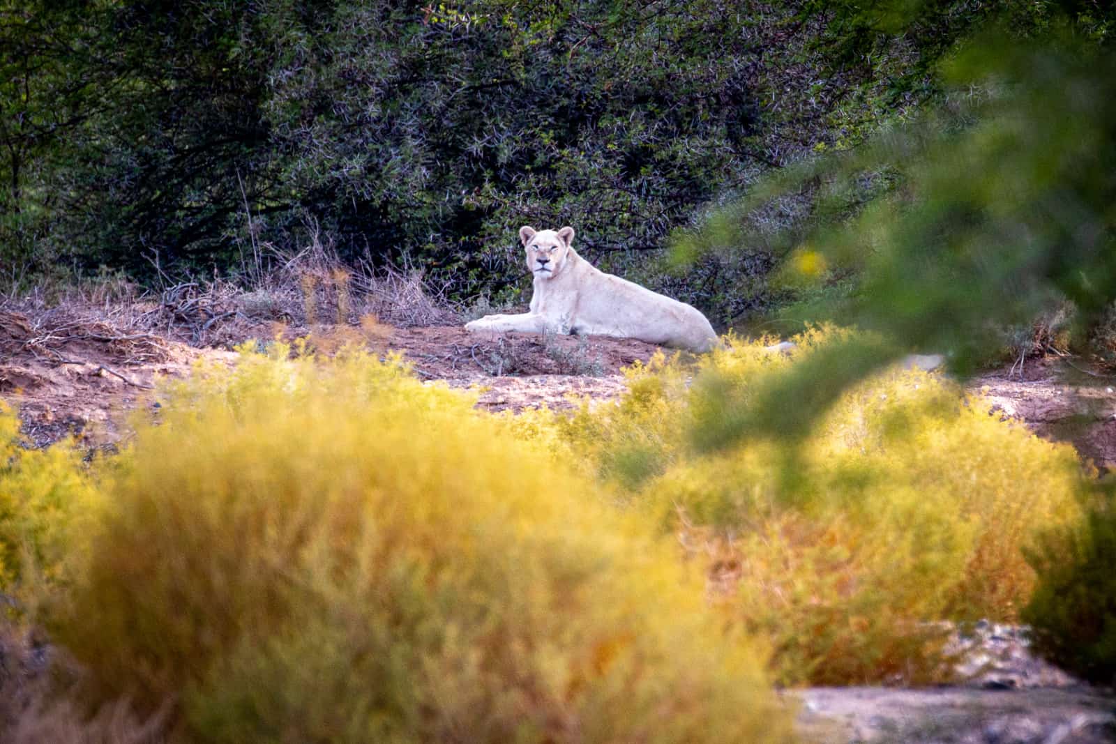 White Lion Lodge