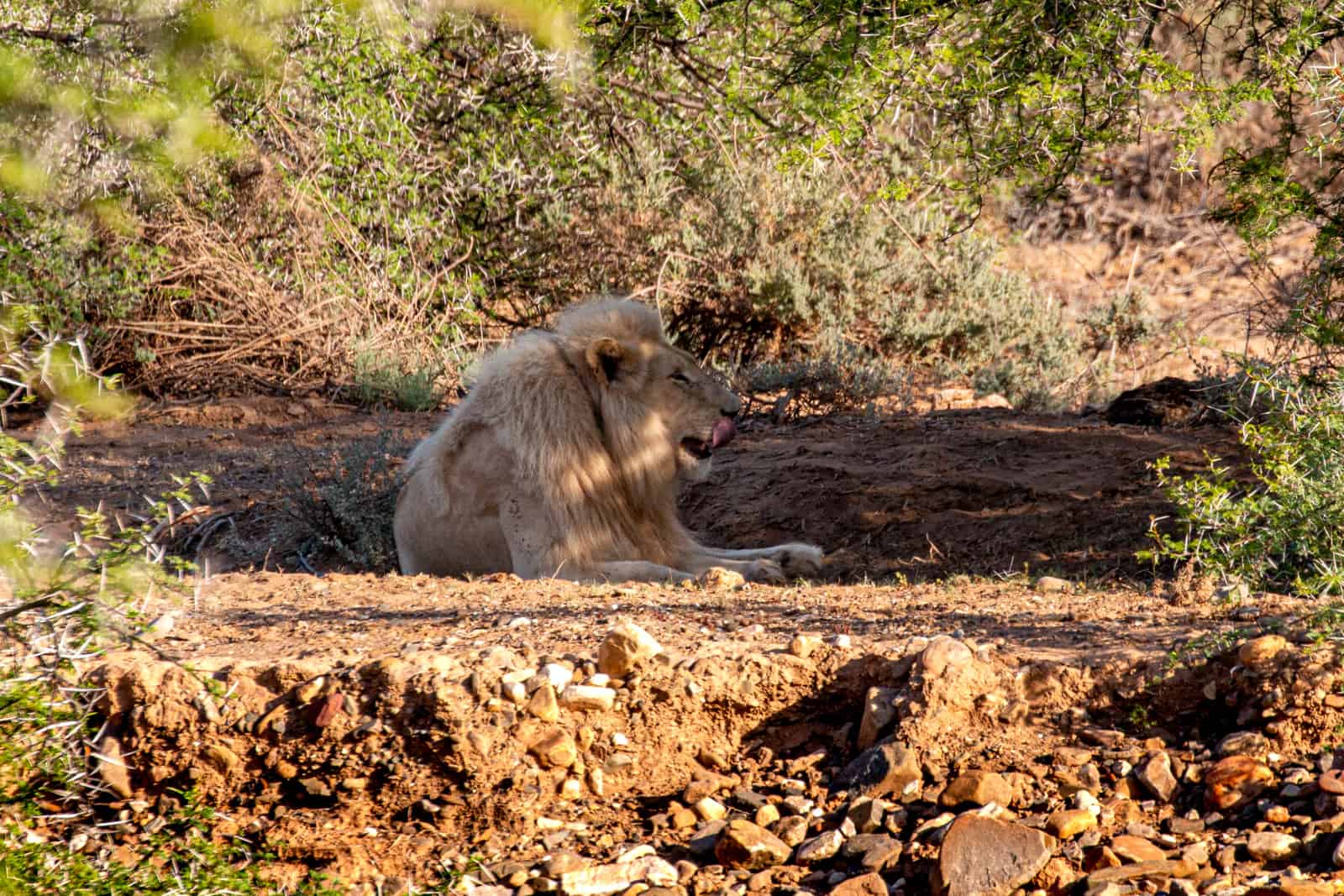 White Lion Lodge