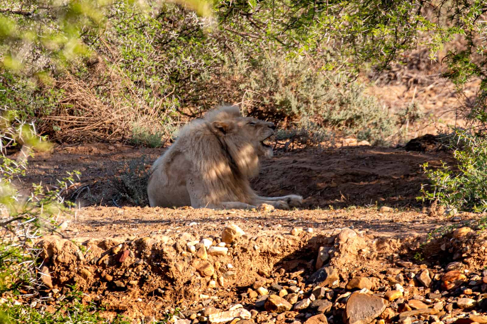 White Lion Lodge